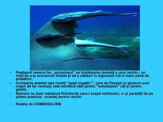 Peştişorii remora fac ,,autostopul” pe înotătoarea dorsală a unui rechin - un mod de a-şi economisi forţele şi de a călători în siguranţă într-o mare plină de prădători.  Compania acestor aşa numiţi "peşti sugativ`", care se fixează cu ajutorul unui organ de tip ventuză, este benefică atât pentru "autostopist" cât şi pentru gazdă.  Remora nu doar mănâncă firimiturile care-i scapă rechinului, ci şi paraziţii de pe pielea acestuia - avantaj pentru rechin. Relatie de COMENSALISM 
