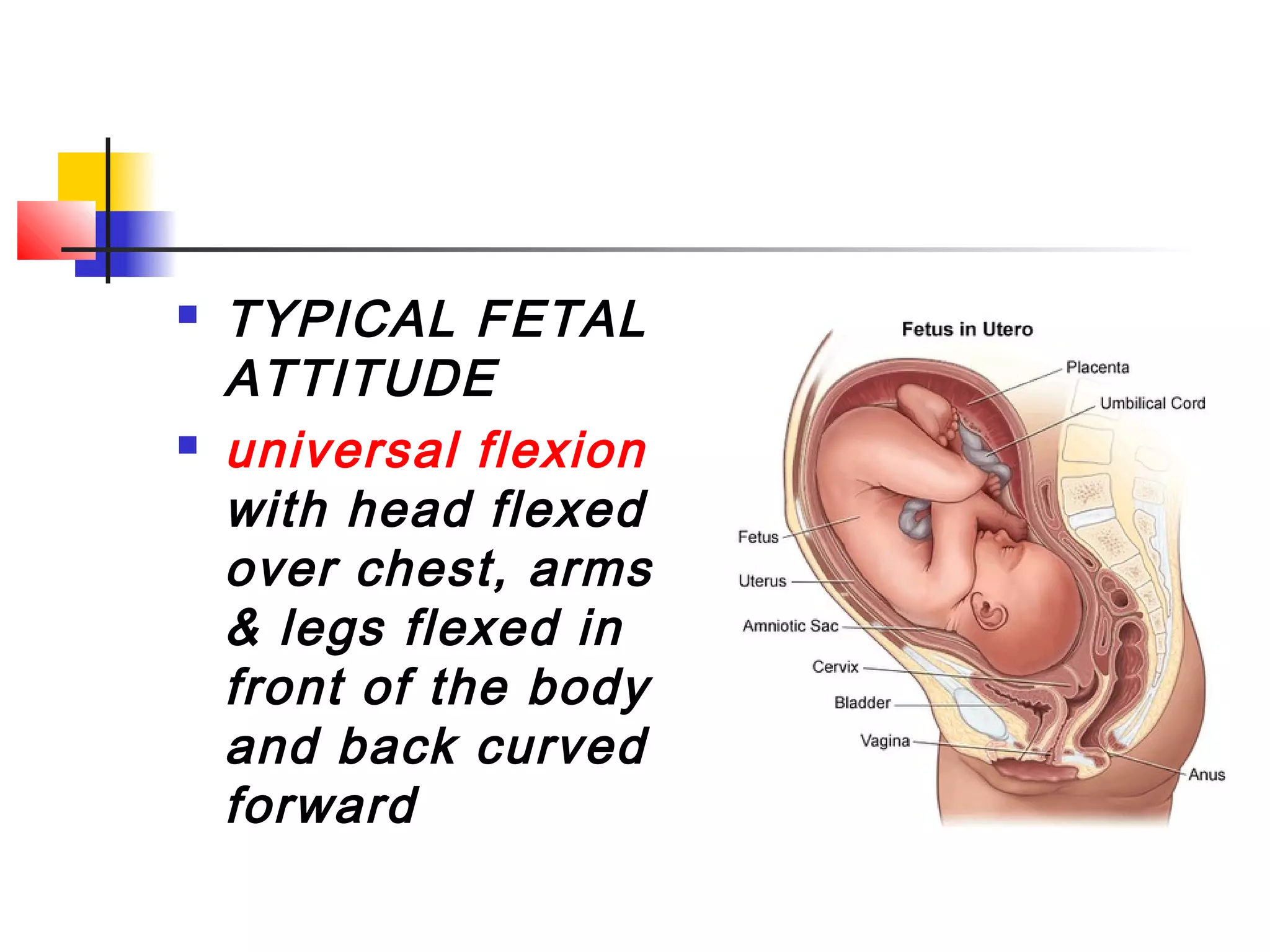    TYPICAL FETAL
    ATTITUDE
   universal flexion
    with head flexed
    over chest, arms
    & legs flexed in
    front of the body
    and back curved
    forward
 