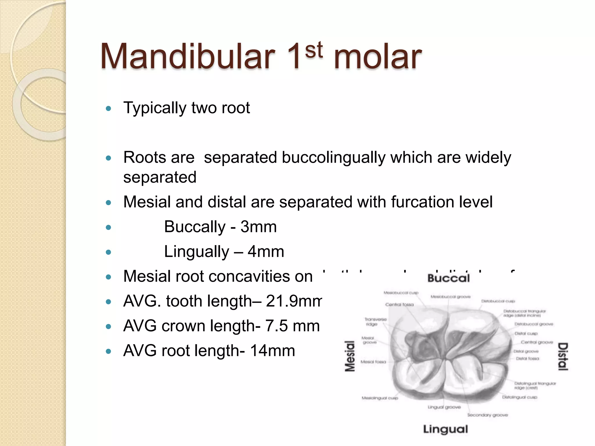Mandibular 1st molar
 Typically two root
 Roots are separated buccolingually which are widely
separated
 Mesial and distal are separated with furcation level
 Buccally - 3mm
 Lingually – 4mm
 Mesial root concavities on both buccal and distal surface
 AVG. tooth length– 21.9mm
 AVG crown length- 7.5 mm
 AVG root length- 14mm
 