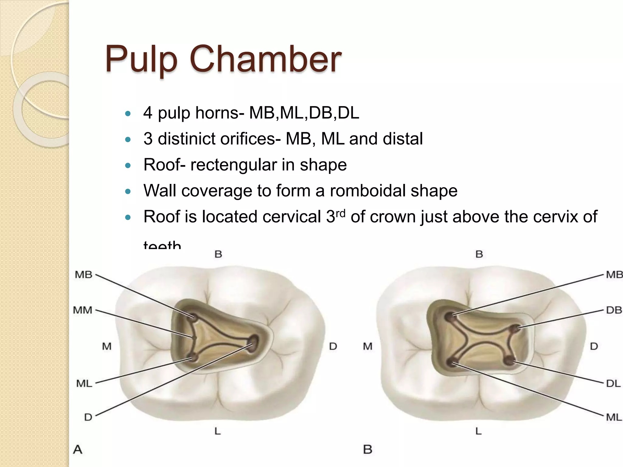 Pulp Chamber
 4 pulp horns- MB,ML,DB,DL
 3 distinict orifices- MB, ML and distal
 Roof- rectengular in shape
 Wall coverage to form a romboidal shape
 Roof is located cervical 3rd of crown just above the cervix of
teeth.
 
