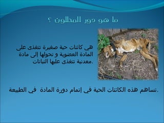 ‫على‬ ‫تتغذى‬ ‫صغيرة‬ ‫حية‬ ‫كائنات‬ ‫هي‬
‫مادة‬ ‫إلى‬ ‫تحولها‬ ‫و‬ ‫العضوية‬ ‫المادة‬
‫النباتات‬ ‫عليها‬ ‫تتغذى‬ ‫.معدنية‬
‫الطبيعة‬ ‫في‬ ‫المادة‬ ‫دورة‬ ‫إتمام‬ ‫في‬ ‫الحية‬ ‫الكائنات‬ ‫هذه‬ ‫.تساهم‬
 