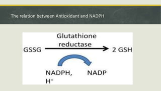 The relation between Antioxidant and NADPH
 
