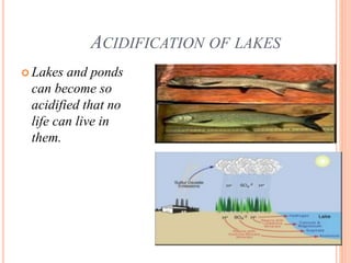 ACIDIFICATION OF LAKES
 Lakes and ponds
can become so
acidified that no
life can live in
them.
 