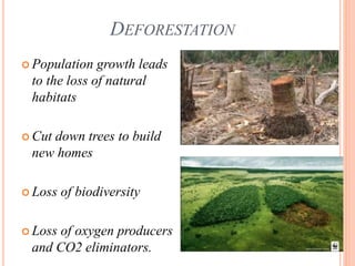 DEFORESTATION
 Population growth leads
to the loss of natural
habitats
 Cut down trees to build
new homes
 Loss of biodiversity
 Loss of oxygen producers
and CO2 eliminators.
 