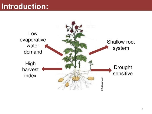Drought Tolerance Alchetron The Free Social Encyclopedia Drought Tolerance Alchetron The Free Social Encyclopedia