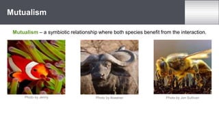 Mutualism
Mutualism – a symbiotic relationship where both species benefit from the interaction.
Photo by Jon Sullivan
Photo by Jenny Photo by Ikiwaner
 