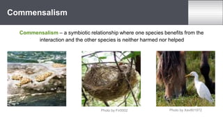 Commensalism – a symbiotic relationship where one species benefits from the
interaction and the other species is neither harmed nor helped
Commensalism
Photo by Xav801972
Photo by Fir0002
 