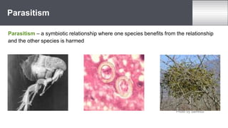 Parasitism
Parasitism – a symbiotic relationship where one species benefits from the relationship
and the other species is harmed
Photo by Semnoz
 
