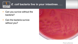 E. coli bacteria live in your intestines . . .
 Can you survive without the
bacteria?
 Can the bacteria survive
without you?
Photo by Microrao
 