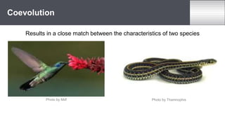Results in a close match between the characteristics of two species
Coevolution
Photo by Mdf Photo by Thamnophis
 