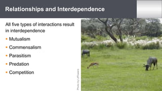 All five types of interactions result
in interdependence
 Mutualism
 Commensalism
 Parasitism
 Predation
 Competition
Relationships and Interdependence
Photo
by
LtPowers
 