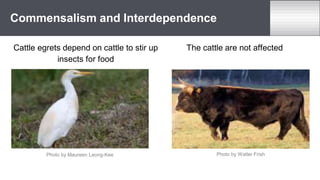 Cattle egrets depend on cattle to stir up
insects for food
The cattle are not affected
Commensalism and Interdependence
Photo by Maureen Leong-Kee Photo by Walter Frish
 