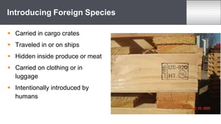  Carried in cargo crates
 Traveled in or on ships
 Hidden inside produce or meat
 Carried on clothing or in
luggage
 Intentionally introduced by
humans
Introducing Foreign Species
 