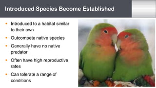  Introduced to a habitat similar
to their own
 Outcompete native species
 Generally have no native
predator
 Often have high reproductive
rates
 Can tolerate a range of
conditions
Introduced Species Become Established
 