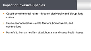  Cause environmental harm – threaten biodiversity and disrupt food
chains
 Cause economic harm – costs farmers, homeowners, and
communities
 Harmful to human health – attack humans and cause health issues
Impact of Invasive Species
 