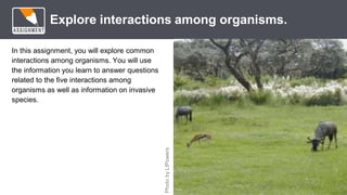 *
Explore interactions among organisms.
In this assignment, you will explore common
interactions among organisms. You will use
the information you learn to answer questions
related to the five interactions among
organisms as well as information on invasive
species.
Photo
by
LtPowers
 