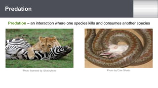 Predation – an interaction where one species kills and consumes another species
Predation
Photo licensed by iStockphoto Photo by Cole Shatto
 