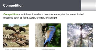 Competition – an interaction where two species require the same limited
resource such as food, water, shelter, or sunlight
Competition
Photo by Matthew Westercamp Photo by VivaVictoria
 
