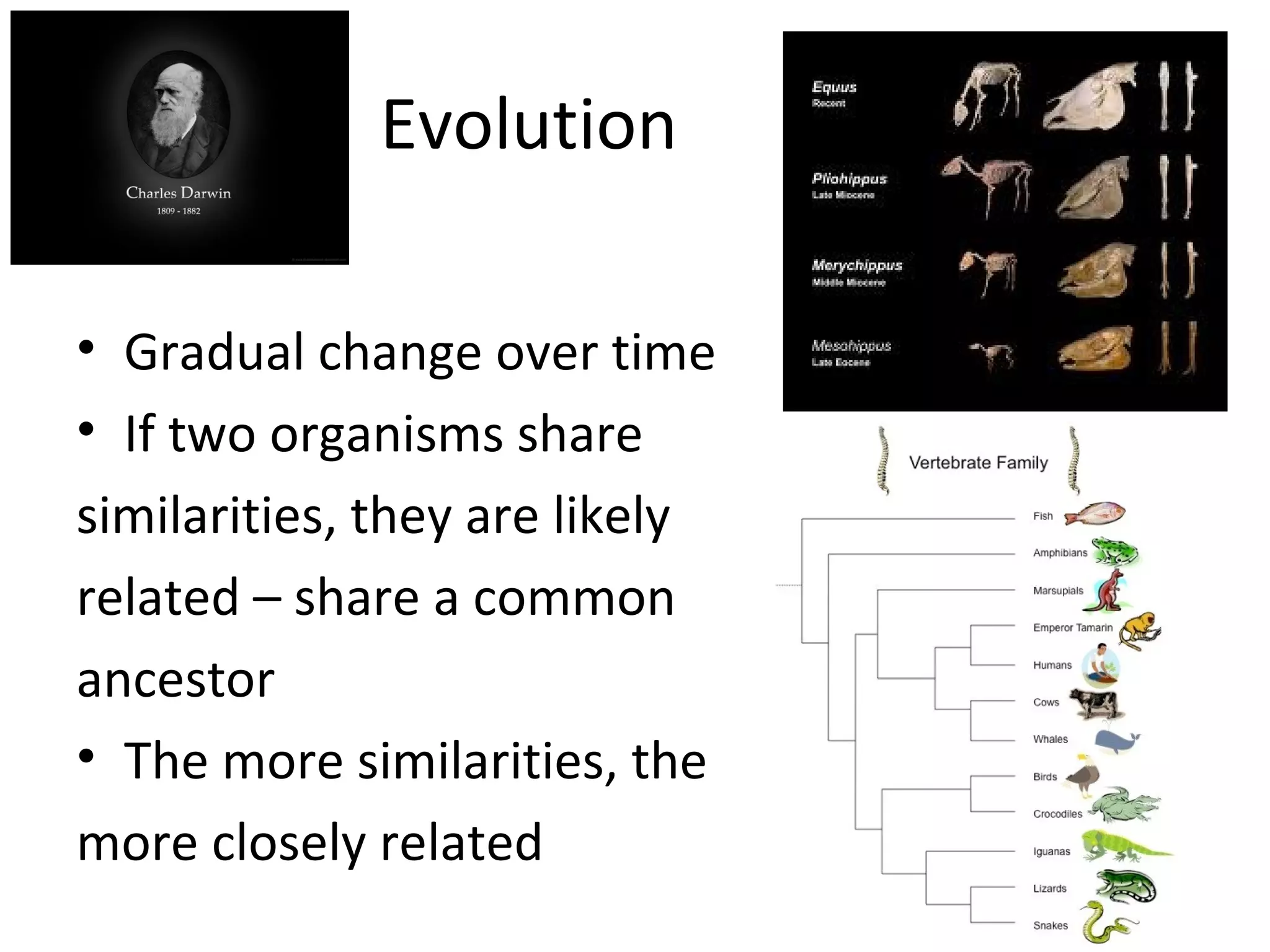 Related Evolution Relationships and biodiversity pre lab review | PPT
