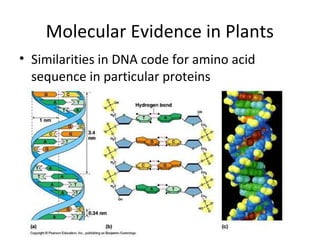 Relationships and biodiversity pre lab review | PPT