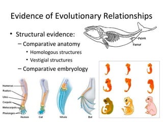 Relationships and biodiversity pre lab review | PPT