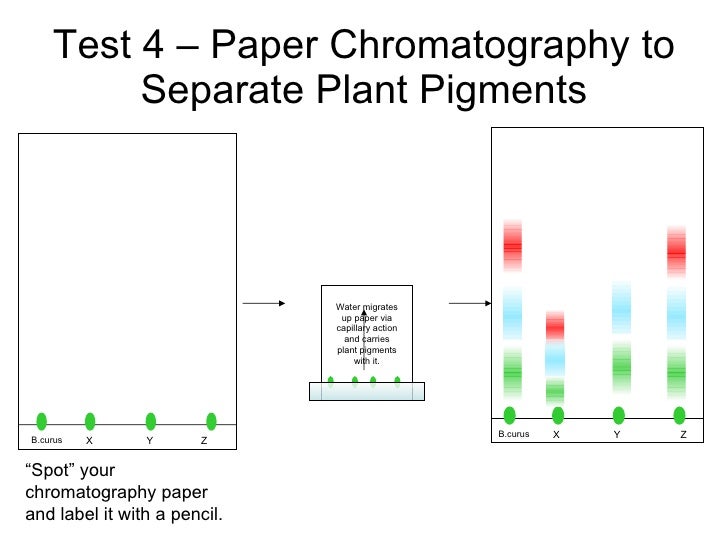 separation of plant pigments by paper chromatography 4 chromatography of leaves topic separation of mixtures, extraction timing 30 min description students use chromatography to separate the pigments present in a leaf. separation of plant pigments by paper chromatography 4 chromatography of leaves topic separation of mixtures, extraction timing 30 min description students use chromatography to separate the pigments present in a leaf.