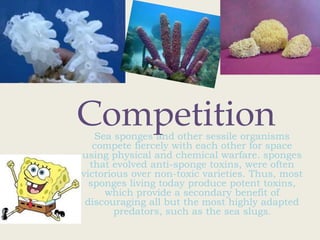 Competition
   Sea sponges and other sessile organisms
   compete fiercely with each other for space
using physical and chemical warfare. sponges
  that evolved anti-sponge toxins, were often
victorious over non-toxic varieties. Thus, most
  sponges living today produce potent toxins,
     which provide a secondary benefit of
 discouraging all but the most highly adapted
       predators, such as the sea slugs.
 