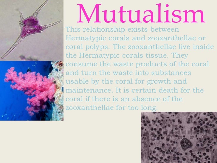 relationships in coral reef