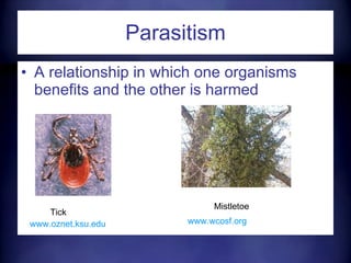 Parasitism A relationship in which one organisms benefits and the other is harmed Tick Mistletoe www.oznet.ksu.edu www.wcosf.org