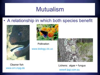 Mutualism A relationship in which both species benefit Cleaner fish Pollination Lichens:  algae + fungus www.biology.clc.uc.edu   www.orn.mpg.de   www4.tpgi.com.au   