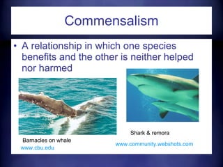 Commensalism A relationship in which one species benefits and the other is neither helped nor harmed Barnacles on whale Shark & remora www.community.webshots.com   www.cbu.edu   