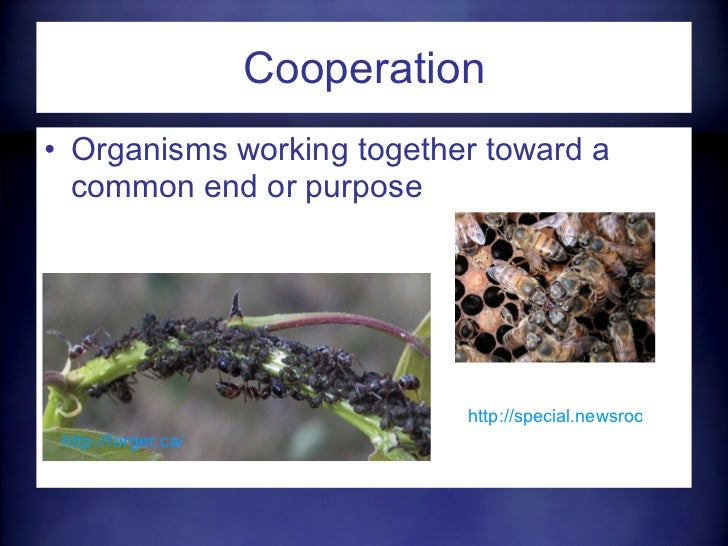 relationships-in-ecosystems