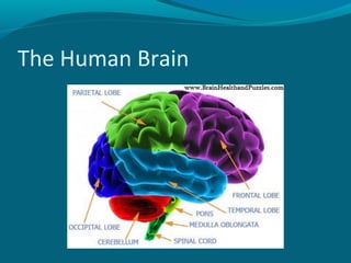 The Human Brain
 