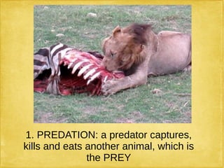 1. PREDATION: a predator captures,
kills and eats another animal, which is
the PREY