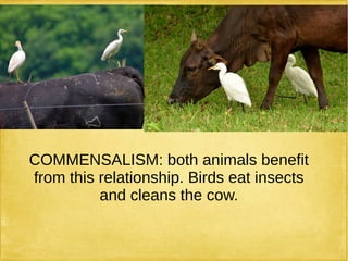 COMMENSALISM: both animals benefit
from this relationship. Birds eat insects
and cleans the cow.