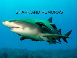 SHARK AND REMORAS