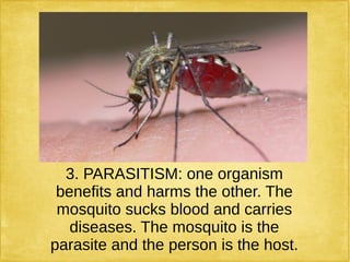 3. PARASITISM: one organism
benefits and harms the other. The
mosquito sucks blood and carries
diseases. The mosquito is the
parasite and the person is the host.