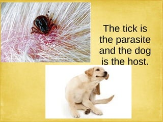 The tick is
the parasite
and the dog
is the host.