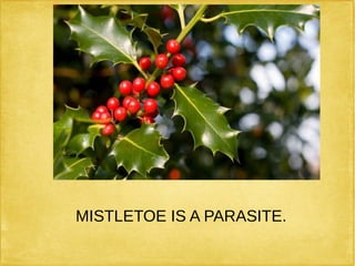 MISTLETOE IS A PARASITE.