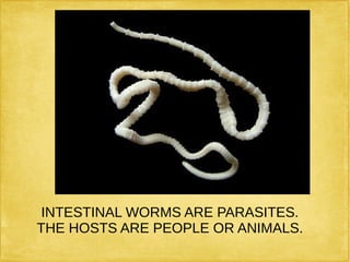INTESTINAL WORMS ARE PARASITES.
THE HOSTS ARE PEOPLE OR ANIMALS.