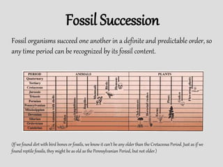 Fossil Succession
Fossil organisms succeed one another in a definite and predictable order, so
any time period can be recognized by its fossil content.
(If we found dirt with bird bones or fossils, we know it can’t be any older than the Cretaceous Period. Just as if we
found reptile fossils, they might be as old as the Pennsylvanian Period, but not older.)
 