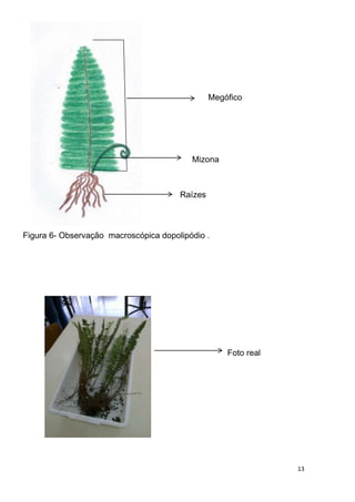 Megófico




                                          Mizona



                                       Raízes



Figura 6- Observação macroscópica dopolipódio .




                                                    Foto real




                                                                13
 