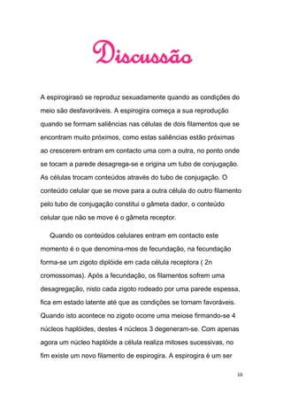 Discussão
A espirogirasó se reproduz sexuadamente quando as condições do

meio são desfavoráveis. A espirogira começa a sua reprodução

quando se formam saliências nas células de dois filamentos que se
encontram muito próximos, como estas saliências estão próximas
ao crescerem entram em contacto uma com a outra, no ponto onde

se tocam a parede desagrega-se e origina um tubo de conjugação.
As células trocam conteúdos através do tubo de conjugação. O
conteúdo celular que se move para a outra célula do outro filamento
pelo tubo de conjugação constitui o gâmeta dador, o conteúdo

celular que não se move é o gâmeta receptor.

   Quando os conteúdos celulares entram em contacto este

momento é o que denomina-mos de fecundação, na fecundação

forma-se um zigoto diplóide em cada célula receptora ( 2n
cromossomas). Após a fecundação, os filamentos sofrem uma

desagregação, nisto cada zigoto rodeado por uma parede espessa,
fica em estado latente até que as condições se tornam favoráveis.

Quando isto acontece no zigoto ocorre uma meiose firmando-se 4
núcleos haplóides, destes 4 núcleos 3 degeneram-se. Com apenas

agora um núcleo haplóide a célula realiza mitoses sucessivas, no

fim existe um novo filamento de espirogira. A espirogira é um ser

                                                                    16
 
