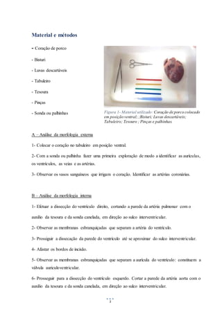 5
Material e métodos
- Coração de porco
- Bisturi
- Luvas descartáveis
- Tabuleiro
- Tesoura
- Pinças
- Sonda ou palhinhas
A – Análise da morfologia externa
1- Colocar o coração no tabuleiro em posição ventral.
2- Com a sonda ou palhinha fazer uma primeira exploração de modo a identificar as aurículas,
os ventrículos, as veias e as artérias.
3- Observar os vasos sanguíneos que irrigam o coração. Identificar as artérias coronárias.
B – Análise da morfologia interna
1- Efetuar a dissecção do ventrículo direito, cortando a parede da artéria pulmonar com o
auxilio da tesoura e da sonda canelada, em direção ao sulco interventricular.
2- Observar as membranas esbranquiçadas que separam a artéria do ventrículo.
3- Prossiguir a dissecação da parede do ventrículo até se aproximar do sulco interventricular.
4- Afastar os bordos de incisão.
5- Observar as membranas esbranquiçadas que separam a aurícula do ventrículo: constituem a
válvula auriculoventricular.
6- Prosseguir para a dissecção do ventrículo esquerdo. Cortar a parede da artéria aorta com o
auxilio da tesoura e da sonda canelada, em direção ao sulco interventricular.
Figura 1- Material utilizado: Coração de porco colocado
em posição ventral; ;Bisturi; Luvas descartáveis;
Tabuleiro; Tesouro ; Pinças e palhinhas.
 