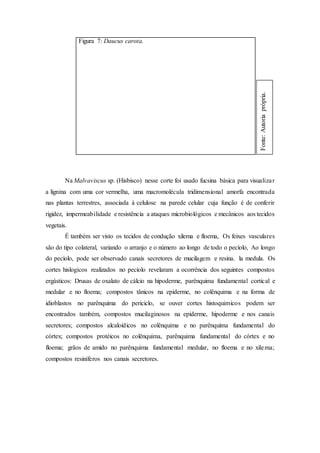 Figura 7: Daucus carota.
Na Malvaviscus sp. (Hisbisco) nesse corte foi usado fucsina básica para visualizar
a lignina com uma cor vermelha, uma macromolécula tridimensional amorfa encontrada
nas plantas terrestres, associada à celulose na parede celular cuja função é de conferir
rigidez, impermeabilidade e resistência a ataques microbiológicos e mecânicos aos tecidos
vegetais.
É também ser visto os tecidos de condução xilema e floema, Os feixes vasculares
são do tipo colateral, variando o arranjo e o número ao longo de todo o pecíolo, Ao longo
do pecíolo, pode ser observado canais secretores de mucilagem e resina. la medula. Os
cortes hislogicos realizados no pecíolo revelaram a ocorrência dos seguintes compostos
ergásticos: Drusas de oxalato de cálcio na hipoderme, parênquima fundamental cortical e
medular e no floema; compostos tânicos na epiderme, no colênquima e na forma de
idioblastos no parênquima do periciclo, se ouver cortes histoquimicos podem ser
encontrados também, compostos mucilaginosos na epiderme, hipoderme e nos canais
secretores; compostos alcaloídicos no colênquima e no parênquima fundamental do
córtex; compostos protéicos no colênquima, parênquima fundamental do córtex e no
floema; grãos de amido no parênquima fundamental medular, no floema e no xilema;
compostos resiníferos nos canais secretores.
Fonte:Autoriaprópria.
 
