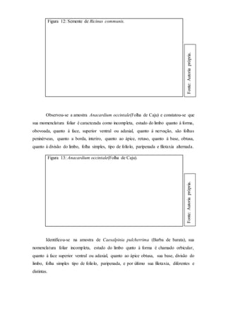 Figura 12: Semente de Ricinus communis.
Observou-se a amostra Anacardium occintale(Folha de Caju) e constatou-se que
sua momenclatura foliar é caractezada como incompleta, estudo do limbo quanto á forma,
obovoada, quanto á face, superior ventral ou adaxial, quanto á nervação, são folhas
peninérveas, quanto a borda, interiro, quanto ao ápice, retuso, quanto á base, obtusa,
quanto á divisão do limbo, folha simples, tipo de folíolo, paripenada e filotaxia alternada.
Figura 13: Anacardium occintale(Folha de Caju).
Identificou-se na amostra de Caesalpinia pulcherrima (Barba de barata), sua
nomenclatura foliar incompleta, estudo do limbo qunto á forma é chamado orbicular,
quanto á face superior ventral ou adaxial, quanto ao ápice obtusa, sua base, divisão do
limbo, folha simples tipo de folíolo, paripenada, e por último sua filotaxia, diferentes e
distintas.
Fonte:Autoriaprópria.Fonte:Autoriaprópria.
 