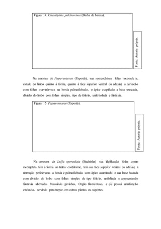 Figura 14: Caesalpinia pulcherrima (Barba de barata).
Na amostra de Papaveraceae (Papoula), sua nomenclatura foliar incompleta,
estudo do limbo quanto á forma, quanto á face superior ventral ou adaxial, a nervação
com folhas curvinérveas na borda palmatilobado, o ápice cuspidado a base truncada,
divisão do limbo com folhas simples, tipo de folíolo, unifoliolada e filotaxia.
Figura 15: Papaveraceae (Papoula).
Na amostra de Luffa operculata (Buchinha) sua ideificação foliar como
incompleta tem a forma do limbo cordiforme, tem sua face superior ventral ou adaxial, á
nervação peninérveas a borda e palmatilobada com ápice acuminado e sua base hastada
com divisão do limbo com folhas simples de tipo folíolo, unifoliada e apresentando
filotaxia alternada. Possuindo gavinhas, Orgão filamentoso, e qie possui umafunção
exclusiva, servindo para trepar, em outras plantas ou suportes.
Fonte:Autoriaprópria.
Fonte:Autoriaprópria.
 