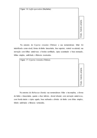 Figura 16: Luffa operculata (Buchinha).
Na amostra de Cyperus rotundus (Tiririca) e sua nomenclatura foliar foi
indetificada como séssil, forma do limbo lanceolada, fase superior, ventral ou adaxial, sua
nervação com folhas uninérveas e bordas serrilhado, ápice acuminado e base atenuado,
folhas simples, unifoliada e filotaxia roseteadas.
Figura 17: Cyperus rotundus (Tiririca).
Na amostra de Rubiaceae (Ixoria) sua nomenclatura foliar e incompleta, a forma
do limbo e lanceolada, quanto a face inferior, dorsal abaxial, com nervação uninérveas,
com borda inteira e ápice agudo, base atebuada e divisão do limbo com fohas simples,
folíolo unifoliada e filotaxia verticialda.
Fonte:Autoriaprópria.Fonte:Autoriaprópria.
 