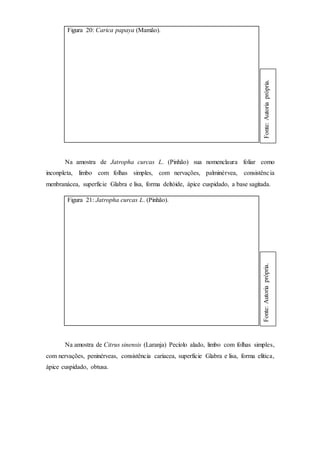 Figura 20: Carica papaya (Mamão).
Na amostra de Jatropha curcas L. (Pinhão) sua nomenclaura foliar como
inconpleta, limbo com folhas simples, com nervações, palminérvea, consistência
menbranácea, superficie Glabra e lisa, forma deltóide, ápice cuspidado, a base sagitada.
Figura 21: Jatropha curcas L. (Pinhão).
Na amostra de Citrus sinensis (Laranja) Pecíolo alado, limbo com folhas simples,
com nervações, peninérveas, consistência cariacea, superficie Glabra e lisa, forma elítica,
ápice cuspidado, obtusa.
Fonte:Autoriaprópria.Fonte:Autoriaprópria.
 