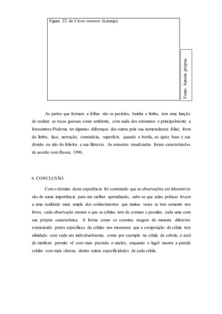 Figura 22: de Citrus sinensis (Laranja).
As partes que formam a folhas são os pecíolos, bainha e limbo, tem uma função
de realizar as rocas gasosas como ambiente, com auda dos estomatos e principalmente a
fotossíntese.Podema ter algumas diferenças das outras pela sua nomenclatura foliar, form
do limbo, face, nervação, consistêcia, superfície, quando a borda, ao ápice base e sua
divisão ou não do folíolos e sua filotaxia. As amostras visualizadas foram caracterizadas
de acordo com Raven, 1996.
6. CONCLUSÃO
Com o término desta experiência foi constatado que as observações em laboratório
são de suma importância para um melhor aprendizado, sabe-se que aulas práticas levam
a uma realidade mais ampla dos conhecimentos que muitas vezes se tem somente nos
livros, cada observação mostra o que as células tem de comum e peculiar, cada uma com
sua própria característica. A forma como os corantes reagem de maneira diferente
evienciando partes específicas da células nos monstram que a composição da célula tem
afinidade com cada um individualmente, como por exemplo na célula da cebola, o azul
de metileno permite vê com mais precisão o núcleo, enquanto o lugol mostra a parede
celular com mais clareza, dentre outras especificidades de cada célula.
Fonte:Autoriaprópria.
 